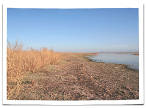 Озеро сточных вод от г. Алматы, берег сильно зарос коноплей