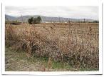 По краю убранного кукурузного поля заросли полыни, дурнишника и конопли