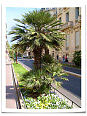 Сохранившиеся пальмы на улице Foch в центре города