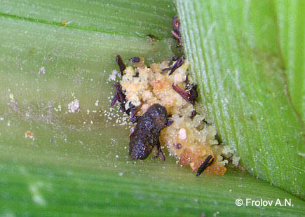 Кукурузный (стеблевой) мотылек - хищники. Экскремент полевой мыши в пазухе листа кукурузы