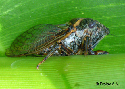 Певчая цикада Cicadetta sp., сидящая на кукурузном растении
