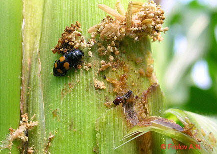 Кукурузный (стеблевой) мотылек - хищники. Жук блестянка Glischrochilus grandis