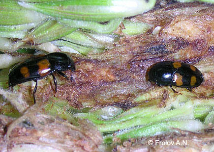 Кукурузный (стеблевой) мотылек - хищники. Жук блестянка Glischrochilus grandis