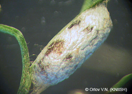Хлопковая совка - кокон паразита хлопковой совки ихневмонида Hyposoter didymator (Thunberg).