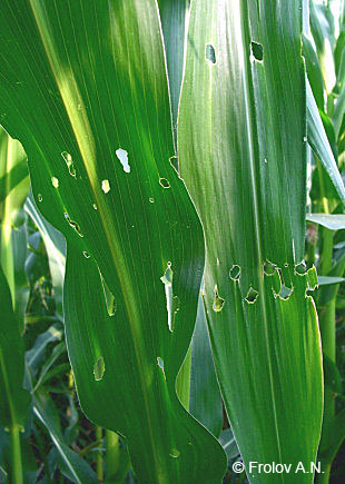Хлопковая совка - повреждение листьев кукурузы
