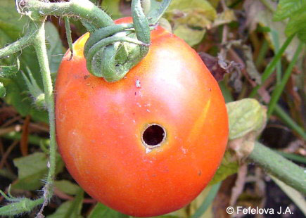 Хлопковая совка - повреждение зрелого плода томата