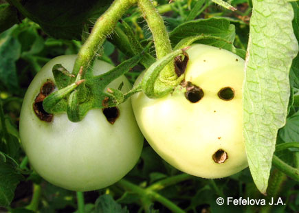 Хлопковая совка - сильно поврежденные зеленые плоды томата