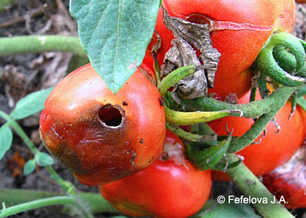 Хлопковая совка - повреждение зрелого плода томата
