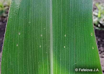 Хлопковая совка - следы питания гусениц 1 возраста на листьях кукурузы