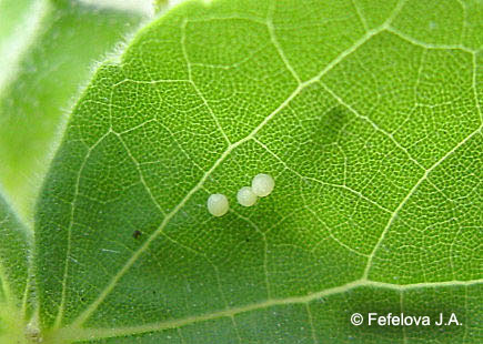 Хлопковая совка - несколько яиц на листе канатника
