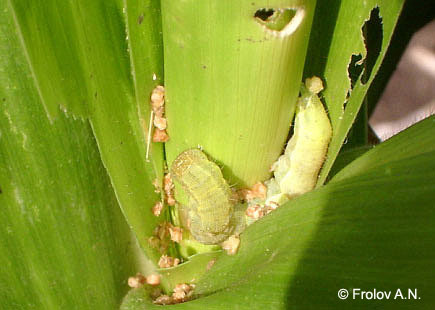 Хлопковая совка - Раннее повреждение кукурузы гусеницей V возраста.