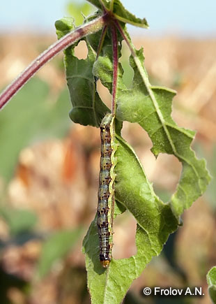 Хлопковая совка - питание гусениц на листьях канатника