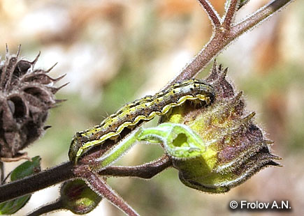 Хлопковая совка - питание гусениц на плоде канатника