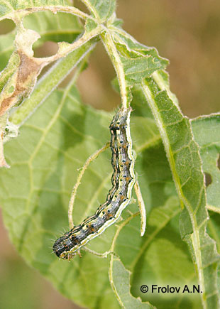 Хлопковая совка - питание гусениц на листьях канатника