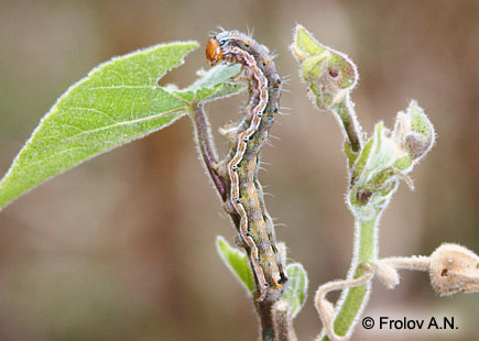 Хлопковая совка - питание гусеницы листом канатника
