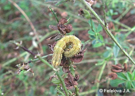 Хлопковая совка - гусеница, питающаяся плодами люцерны