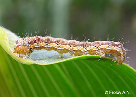Хлопковая совка - гусеница 6 возраста на листе кукурузы; окраска гусениц старших возрастов сильно варьирует