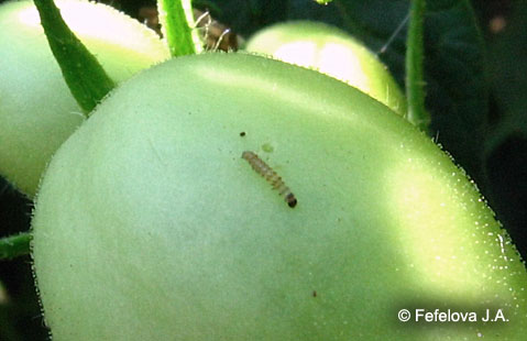 Хлопковая совка - гусеница 2 возраста, пытающаяся внедриться в плод томата