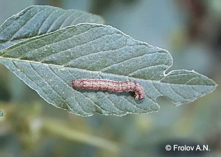 Хлопковая совка - гусеница на листе щирицы запрокинутой