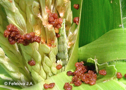 Хлопковая совка - питание гусеницы на метелке кукурузы