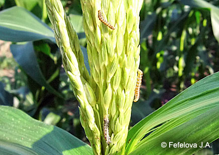 Хлопковая совка - несколько гусениц на метелке кукурузы