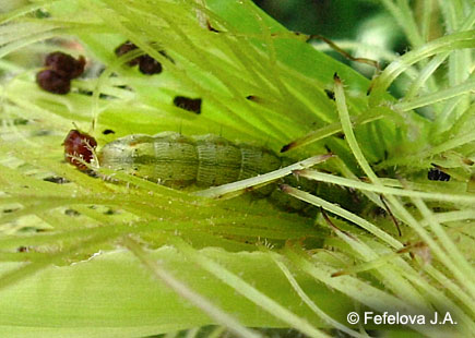 Хлопковая совка - питание гусеницы на початке кукурузы