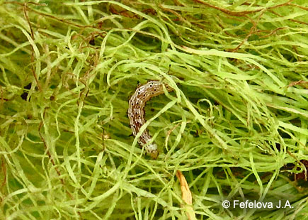 Хлопковая совка - молодая гусеница на пестичных нитях початка кукурузы