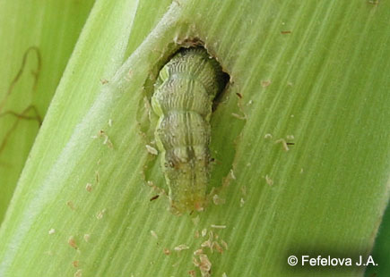 Хлопковая совка - гусеница прогрызает обвертки початка, чтобы дробраться до зерна
