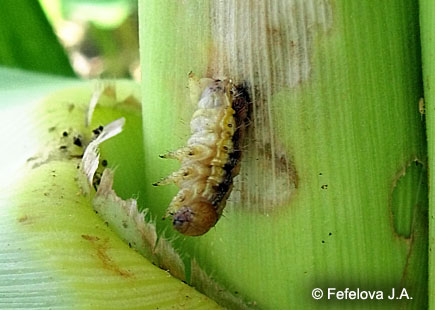 Хлопковая совка - мертвая гусеница на кукурузе
