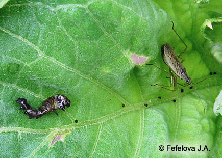 Хлопковая совка - гусеница на подсолнечнике, съеденная клопом Nabis sp.