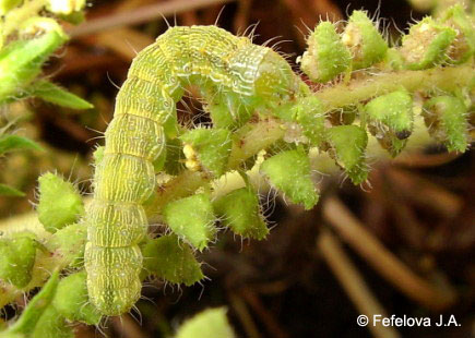 Хлопковая совка - гусеница на колосовидном соцветии амброзии полыннолистной