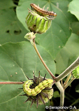 Хлопковая совка - питание гусениц на плодах канатника