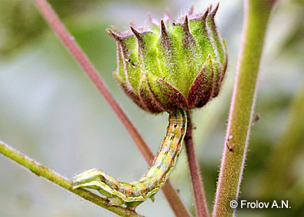 Хлопковая совка - питание гусениц на плоде канатника