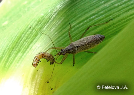Хлопковая совка - гибель гусеницы 1 возраста от хищного клопа Nabis sp.