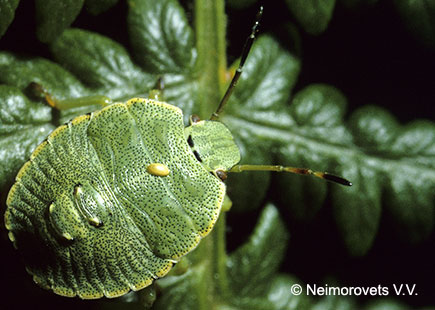 Личинка Palomena viridissima, зараженная мухой-тахиной