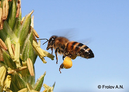 Медоносная пчела Apis mellifera L., занятая сбором кукурузной пыльцы