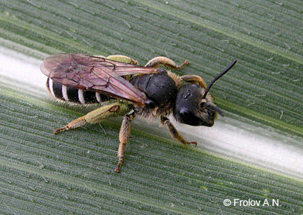 Пчела-листорез Megachila rotundata F. на листе кукурузы
