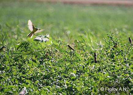 Стайка черноголовых трясогузок Motacilla feldegg на картофельном поле