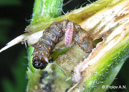 Кукурузный (стеблевой) мотылек - повреждения амброзии полыннолистной