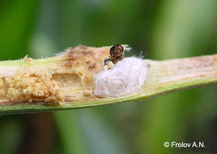Кукурузный (стеблевой) мотылек - паразиты. Браконид Chelonus annulipes Wesm.