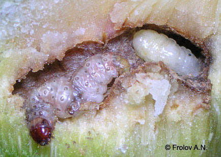 Кукурузный (стеблевой) мотылек - паразиты. Муха тахина Lydella thompsoni (Hert.)
