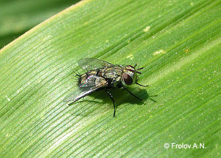 Кукурузный (стеблевой) мотылек - паразиты. Муха тахина Lydella thompsoni (Hert.)