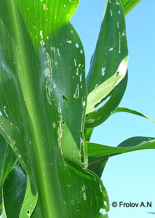 Кукурузный (стеблевой) мотылек - повреждения листьев кукурузы гусеницами первого поколения вредителя