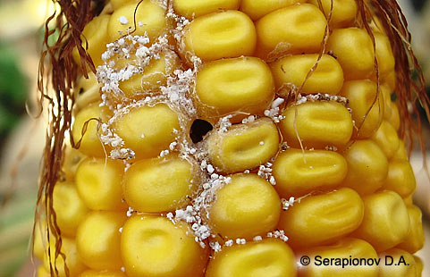 Кукурузный (стеблевой) мотылек - повреждение зерна початка кукурузы