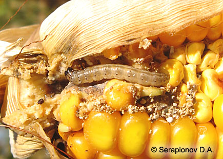 Кукурузный (стеблевой) мотылек - повреждение зерна початка кукурузы 