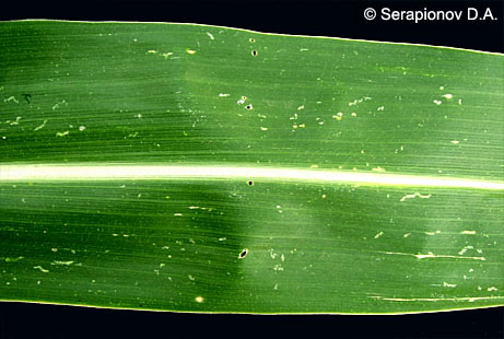 Кукурузный (стеблевой) мотылек - слабо поврежденный лист кукурузы