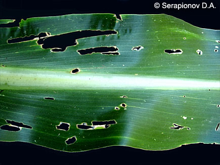 Кукурузный (стеблевой) мотылек - сильно поврежденный лист кукурузы