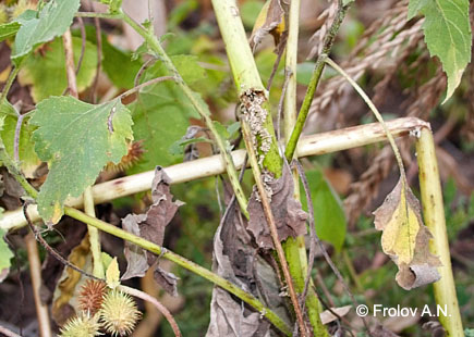 Дурнишник зобовидный Xanthium strumarium, поврежденный кукурузным (стеблевым) мотыльком