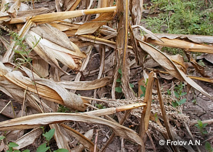 Кукурузный (стеблевой) мотылек - участок поля кукурузы, сильно поврежденный гусеницами 2 поколения