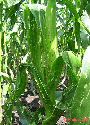 Кукурузный (стеблевой) мотылек - сильное повреждение повреждения кукурузы